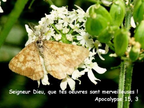Apocalypse-15.3