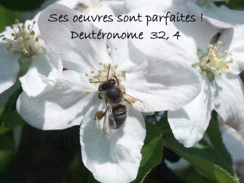 Deutéronome 32.4