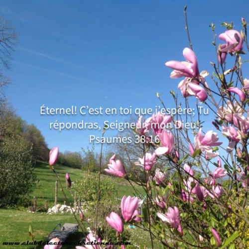 Psaumes 38.16